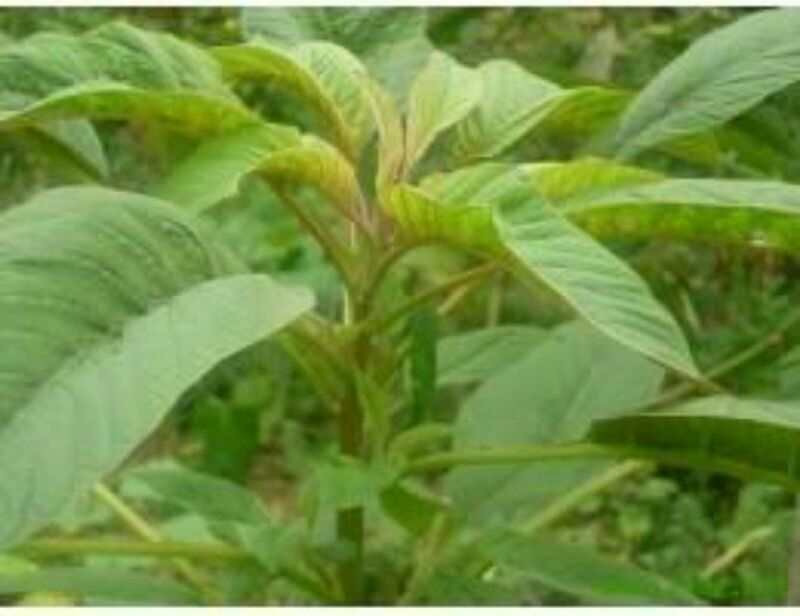 蔬菜种子雪樱子种子特菜种子蔬菜新品种