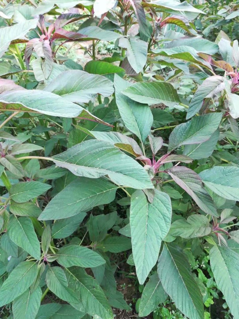 蔬菜种子雪樱子种子特菜种子蔬菜新品种