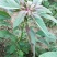 蔬菜种子雪樱子种子特菜种子蔬菜新品种