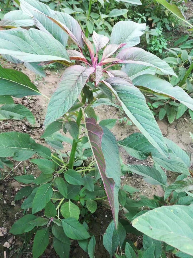 蔬菜种子雪樱子种子特菜种子蔬菜新品种