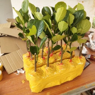 四季菠萝蜜树树苗嫁接红肉菠萝蜜树苗马来西亚1号黄肉干苞果