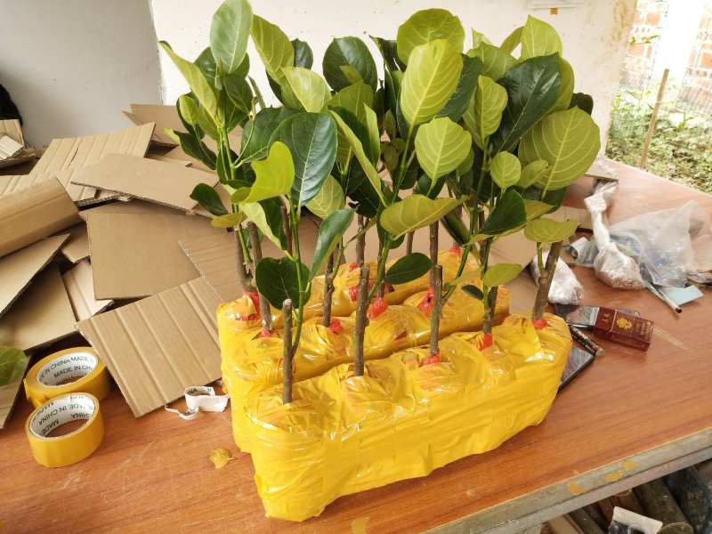 四季菠萝蜜树树苗嫁接红肉菠萝蜜树苗马来西亚1号黄肉干苞果