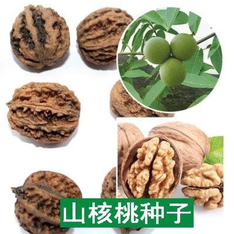 山核桃种子薄皮纸皮核桃种子胡桃羌桃种子种植文玩核