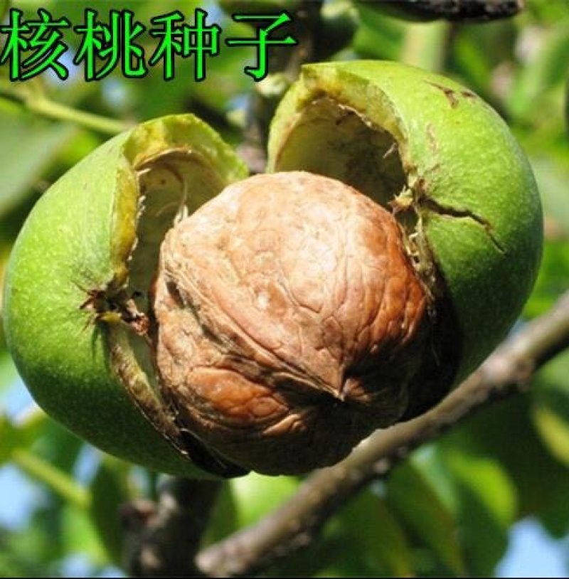 山核桃种子薄皮纸皮核桃种子胡桃羌桃种子种植文玩核