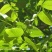 山核桃种子薄皮纸皮核桃种子胡桃羌桃种子种植文玩核