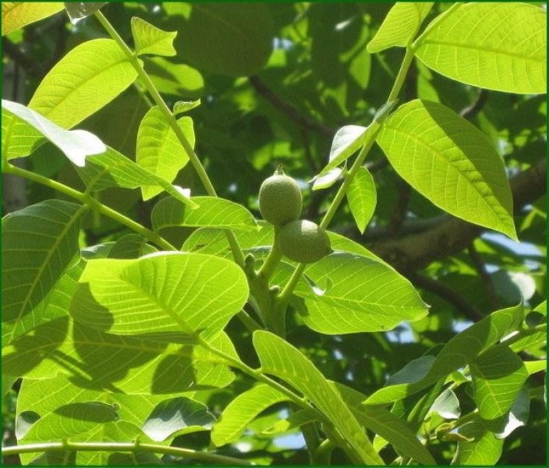 山核桃种子薄皮纸皮核桃种子胡桃羌桃种子种植文玩核