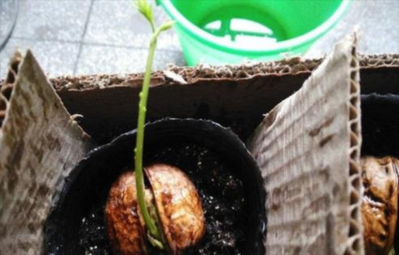 山核桃种子薄皮纸皮核桃种子胡桃羌桃种子种植文玩核