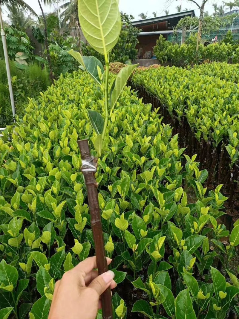 四季菠萝蜜树树苗嫁接红肉菠萝蜜树苗马来西亚1号黄肉干苞果