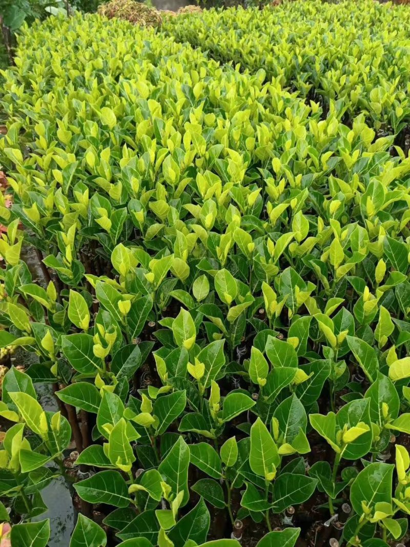 四季菠萝蜜树树苗嫁接红肉菠萝蜜树苗马来西亚1号黄肉干苞果