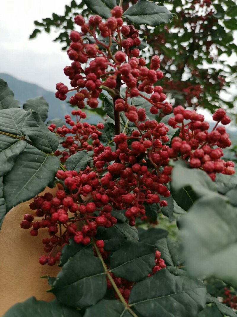 大量现货供应优质正宗大红袍花椒苗，根茎粗根系旺盛成活率高