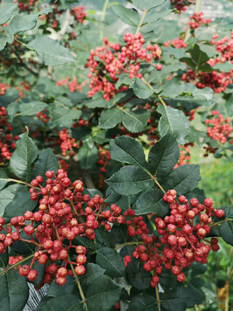大量现货供应优质正宗大红袍花椒苗，根茎粗根系旺盛成活率高
