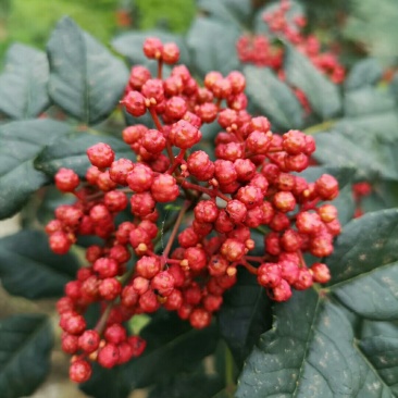 大量现货供应优质正宗大红袍花椒苗，根茎粗根系旺盛成活率高