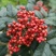 大量现货供应优质正宗大红袍花椒苗，根茎粗根系旺盛成活率高