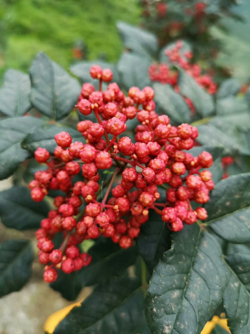 大量现货供应优质正宗大红袍花椒苗，根茎粗根系旺盛成活率高