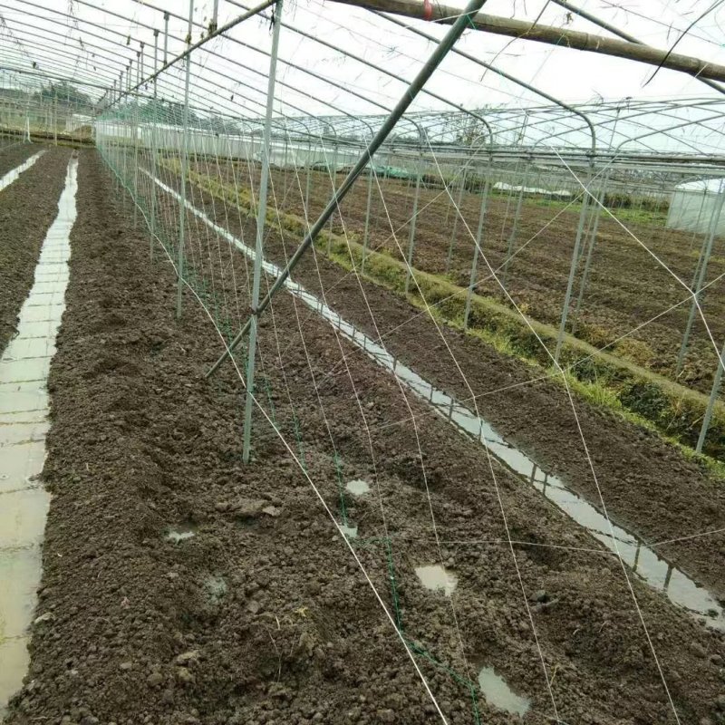 植物爬藤网适用于百香果吊瓜西瓜南瓜瓜蒌种植攀爬网厂家直销