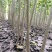 107杨树苗，107种条、扦插段-山东绿源杨树苗基地