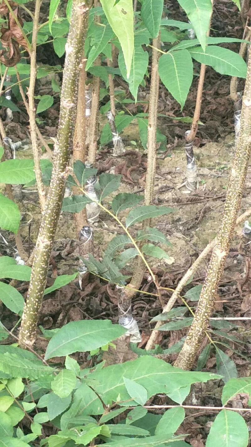 碧根果苗美国山核桃，有袋装嫁接苗，支持线上保障交易