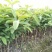 正宗四季梨番石榴树苗全年四季开花结果，当年种当年结果