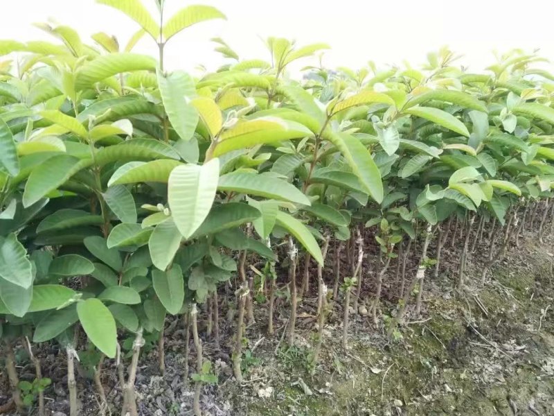 正宗四季梨番石榴树苗全年四季开花结果，当年种当年结果
