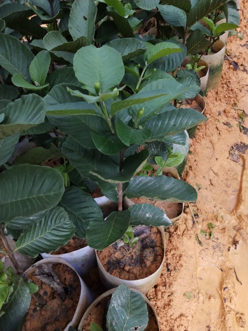 正宗四季梨番石榴树苗全年四季开花结果，当年种当年结果