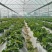 大棚蔬菜吊蔓绳吊秧绳塑料绳西红柿吊绳辣椒黄瓜吊绳厂家直销