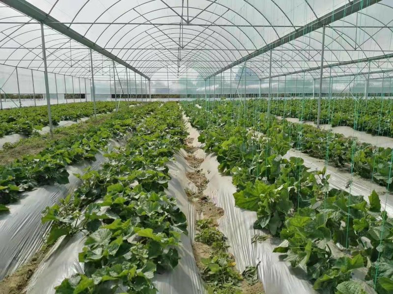 大棚蔬菜吊蔓绳吊秧绳塑料绳西红柿吊绳辣椒黄瓜吊绳厂家直销