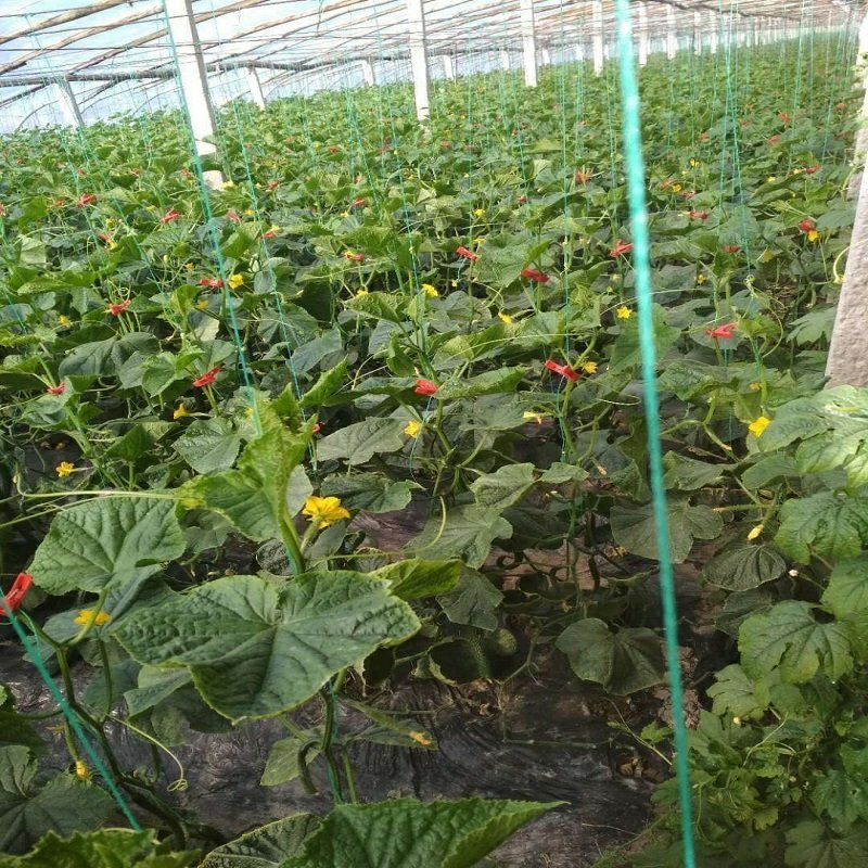 大棚蔬菜吊蔓绳吊秧绳塑料绳西红柿吊绳辣椒黄瓜吊绳厂家直销