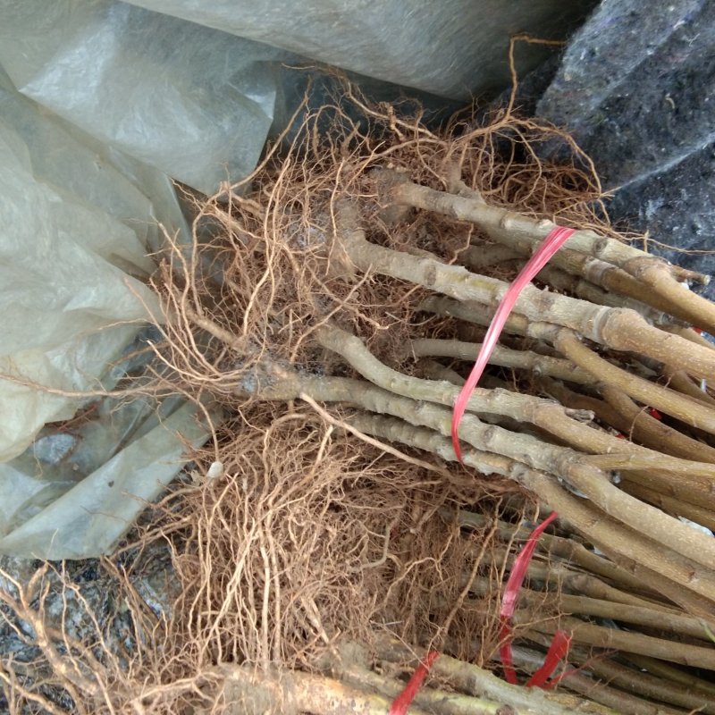 桃树苗黄金蟠桃现挖现卖桃树苗黄桃树苗蟠桃苗黄桃苗包活包邮