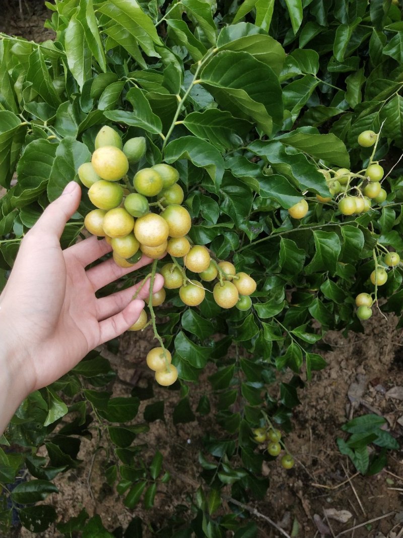 广西嫁接黄皮果树苗无核鸡心黄皮树苗黑黄皮冰糖黄皮果苗盆栽