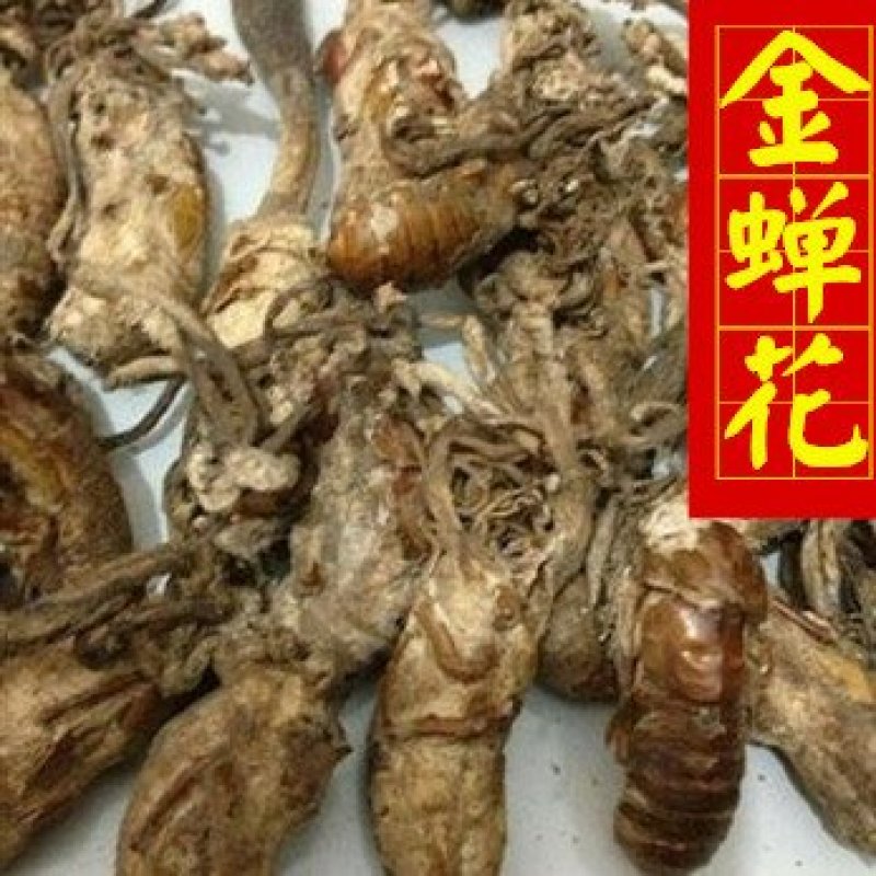 金蝉花蝉花好统货干货皖南货供应各种中药材