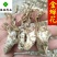金蝉花蝉花好统货干货皖南货供应各种中药材