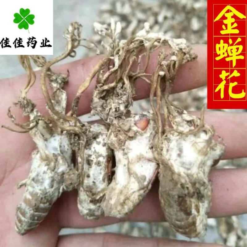 金蝉花蝉花好统货干货皖南货供应各种中药材