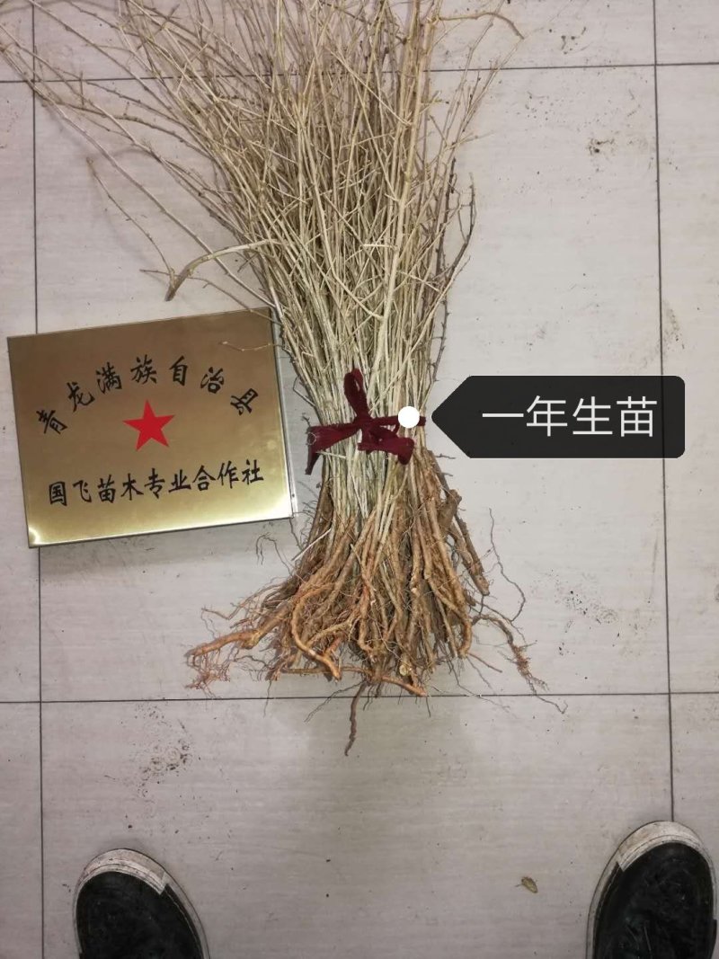 枸杞苗带刺枸杞苗产量高可做围墙当年结果适应性高