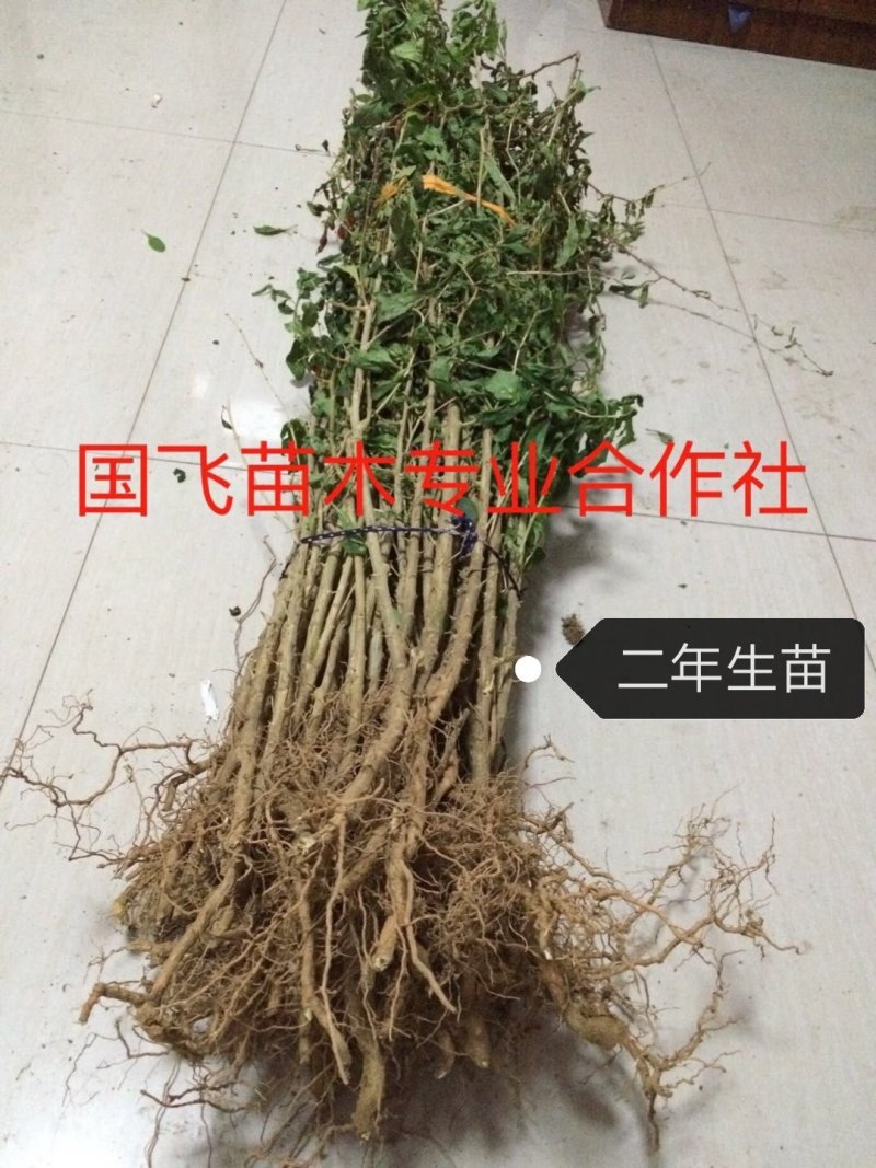 枸杞苗带刺枸杞苗产量高可做围墙当年结果适应性高