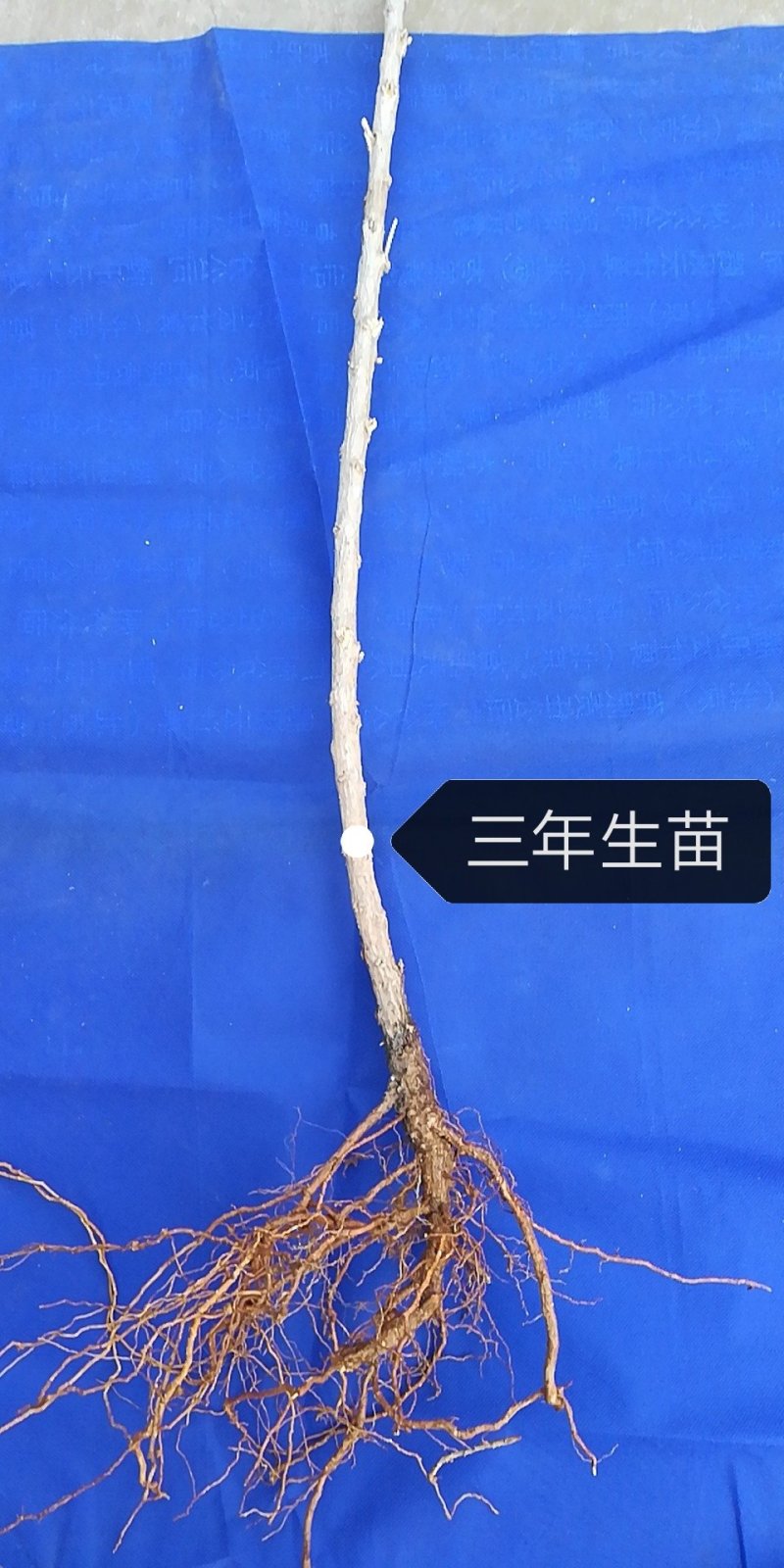 枸杞苗带刺枸杞苗产量高可做围墙当年结果适应性高
