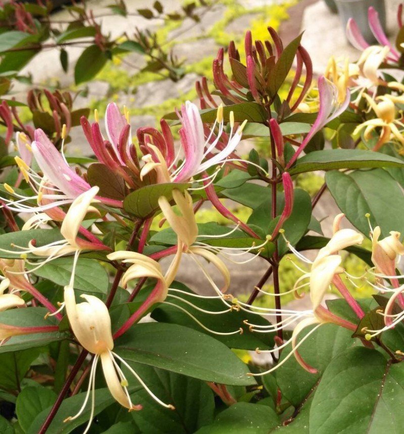 金银花苗四季红金银花白金银花苗一亩地纯利万元