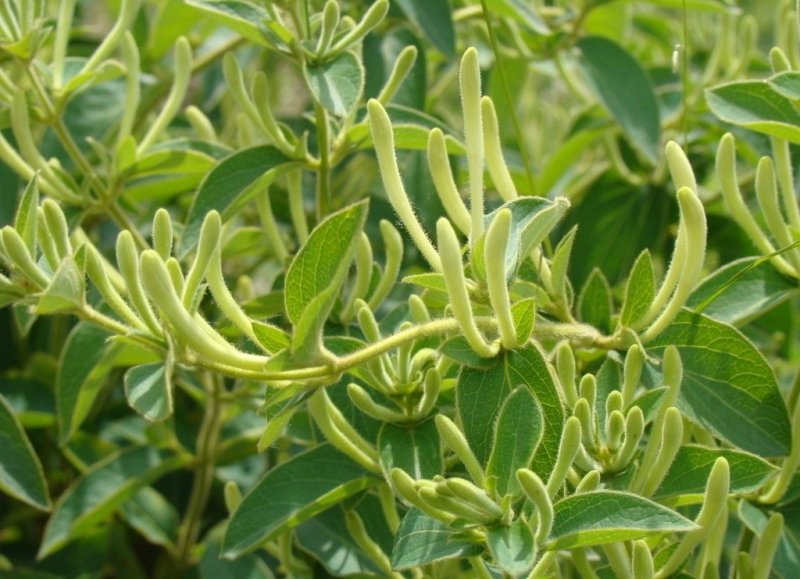 金银花苗四季红金银花白金银花苗一亩地纯利万元