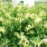 金银花苗四季红金银花白金银花苗一亩地纯利万元