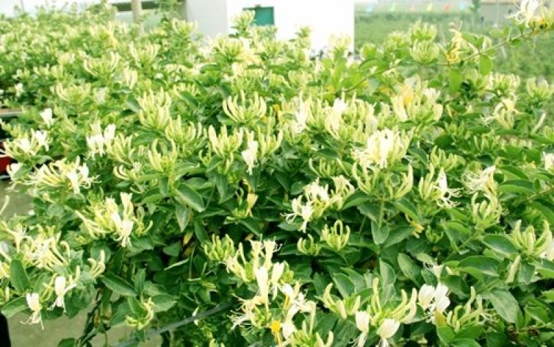 金银花苗四季红金银花白金银花苗一亩地纯利万元