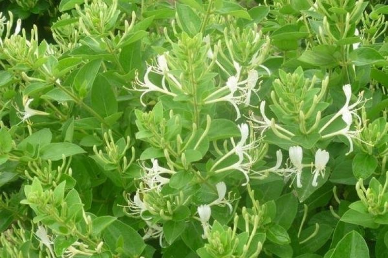 金银花苗四季红金银花白金银花苗一亩地纯利万元