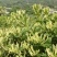 金银花苗四季红金银花白金银花苗一亩地纯利万元