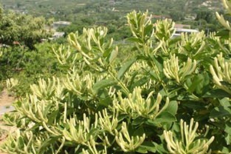 金银花苗四季红金银花白金银花苗一亩地纯利万元