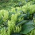 金银花苗四季红金银花白金银花苗一亩地纯利万元
