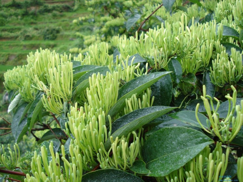 金银花苗四季红金银花白金银花苗一亩地纯利万元