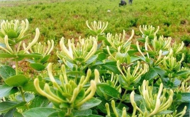 金银花苗四季红金银花白金银花苗一亩地纯利万元