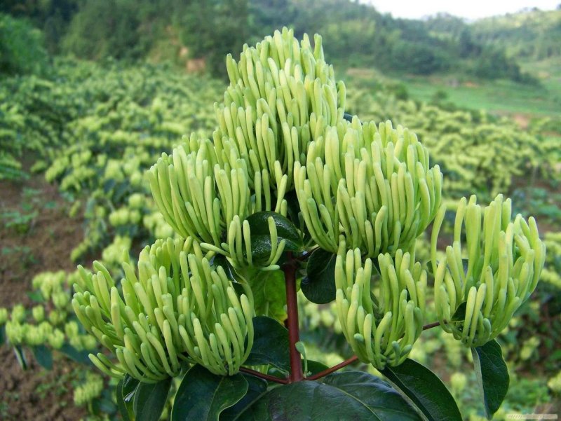 金银花苗四季红金银花白金银花苗一亩地纯利万元