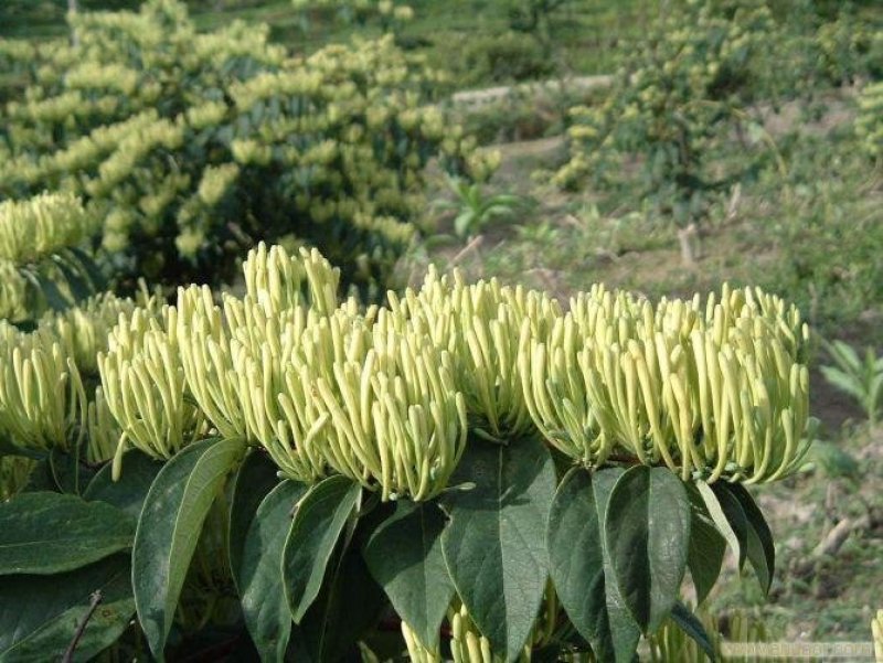 金银花苗四季红金银花白金银花苗一亩地纯利万元