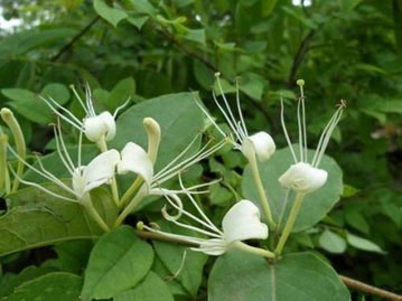 金银花苗四季红金银花白金银花苗一亩地纯利万元