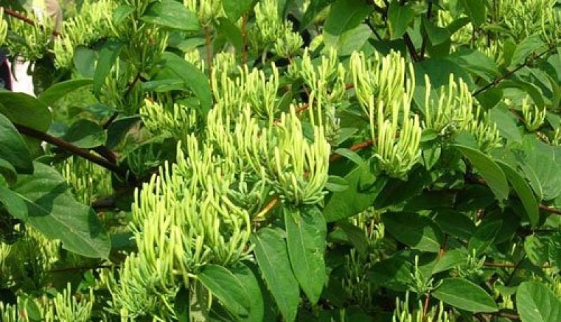 金银花苗四季红金银花白金银花苗一亩地纯利万元