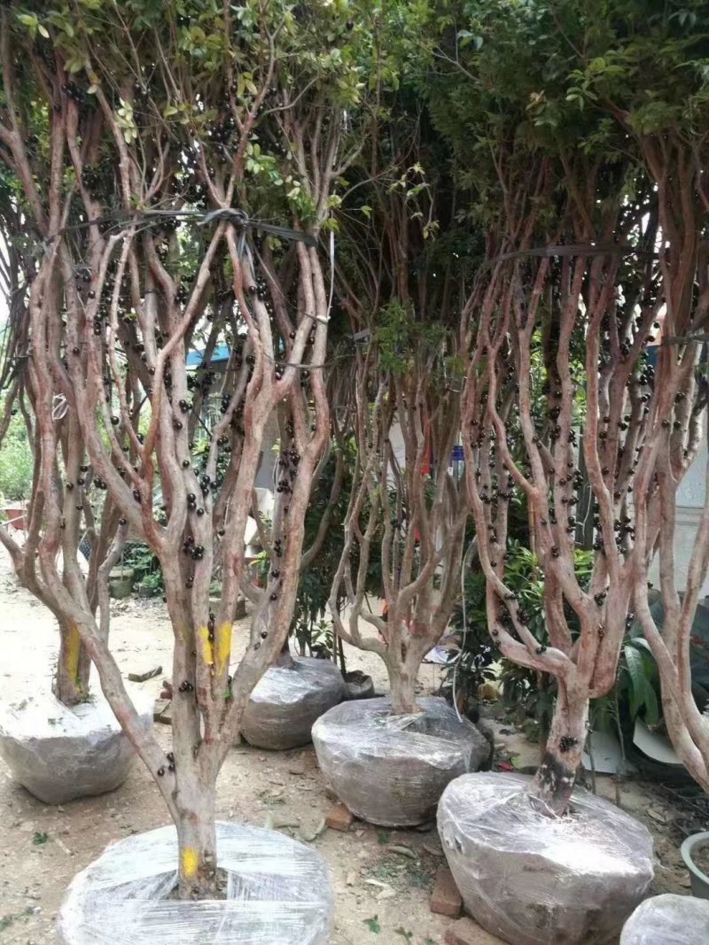 嘉宝果苗台湾四季早生红妃艾斯卡红猩树葡萄苗珍稀名贵盆栽果